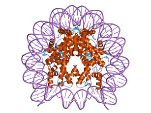 Figure 3. NUCLEOSOME