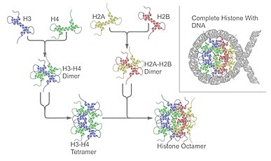 of Nuclear Histones in the Nucleosome