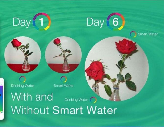 Red roses, untreated and treated over 6 days